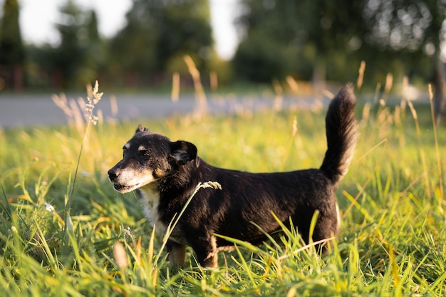 Beautiful black dog in the grass in the countryside