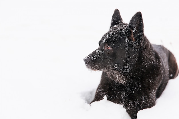 Beautiful black dog lying in snowy field in winter forest