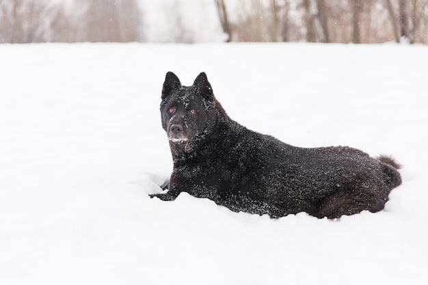 Beautiful black dog lying in snowy field in winter forest