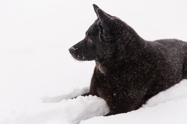 Beautiful black dog lying in snowy field in winter forest