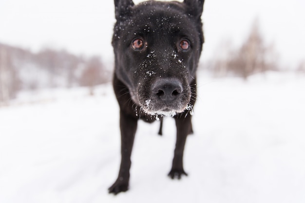 Beautiful black dog walking on snowy field in winter forest