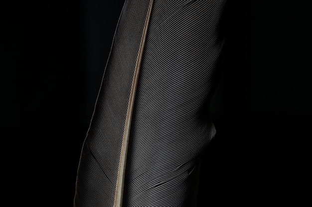 Beautiful black feather pattern texture background Black macro featherBlack raven feathers Raven