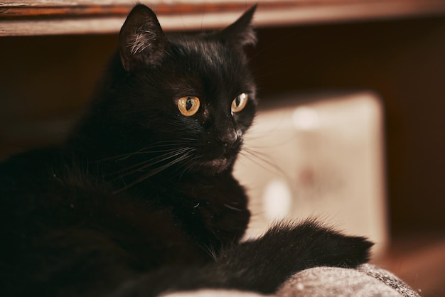 Beautiful black female cat relaxed portrait of domestic pet