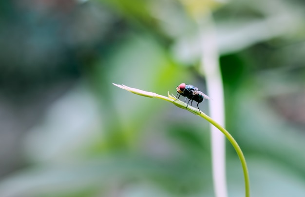 Beautiful black fly sitting on a green tree branch close up