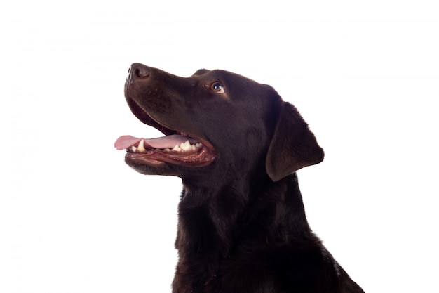 Beautiful Black Golden Retriever dog 