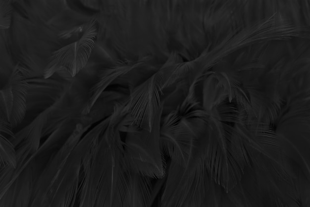 아름 다운 검은 회색 새 깃털 패턴 질감 배경.