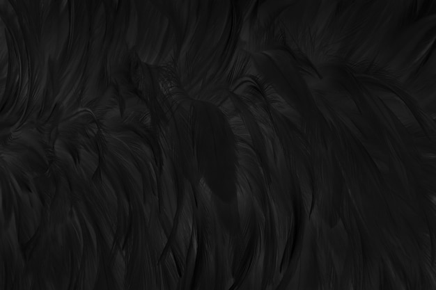 Beautiful black grey bird feathers texture background.