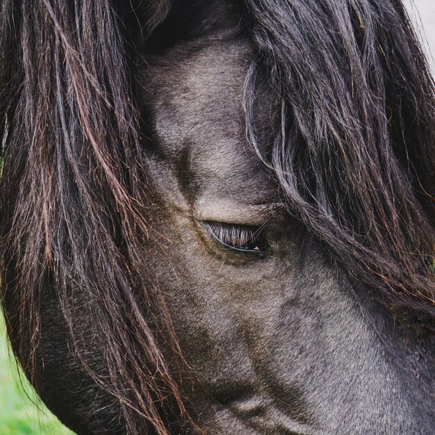 牧草地の美しい黒い馬