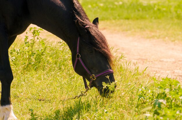 屋外の美しい黒い馬。乗馬のコンセプト。