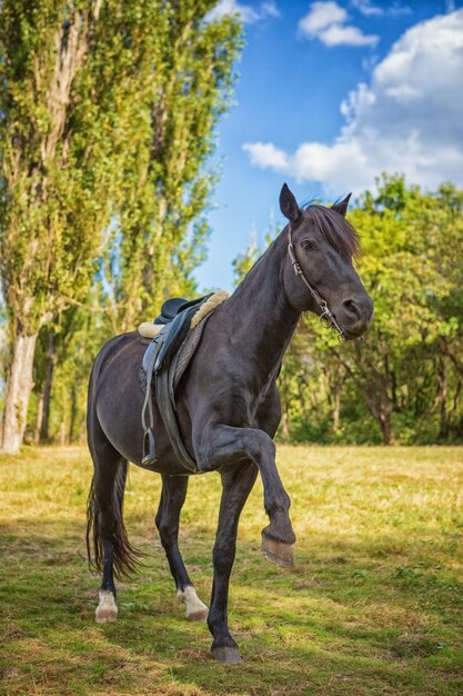 Beautiful black horse stands on its hind legs in nature