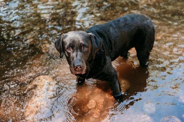 Photo beautiful black labrador dog swimming in river nature and pets  adventure time