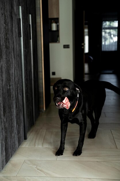 Beautiful black labrador holds a piece of meat domestic dog in
the house playing with a piece of bone