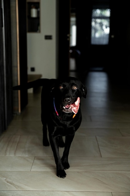 Beautiful black labrador holds a piece of meat domestic dog in
the house playing with a piece of bone