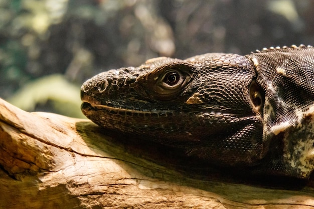 Beautiful Black Mexican dragon iguana Wigmann Stenosura pectinate sitting on a branch