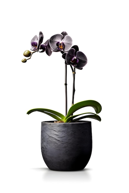 Beautiful black orchid flower in ceramic pot on white background