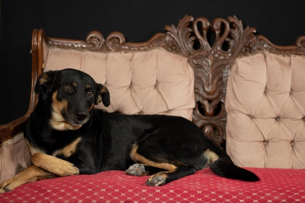 Beautiful black puppy lying on the couch in the house enjoying and feeling happy