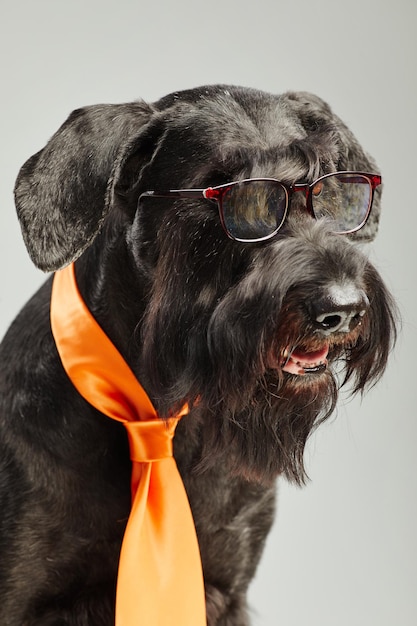 Bellissimo cane schnauzer nero con occhiali da vista e cravatta arancione isolati su sfondo bianco