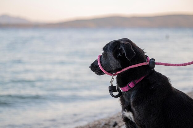 Beautiful black shepherd dog on pink halti leash sitting by the sea