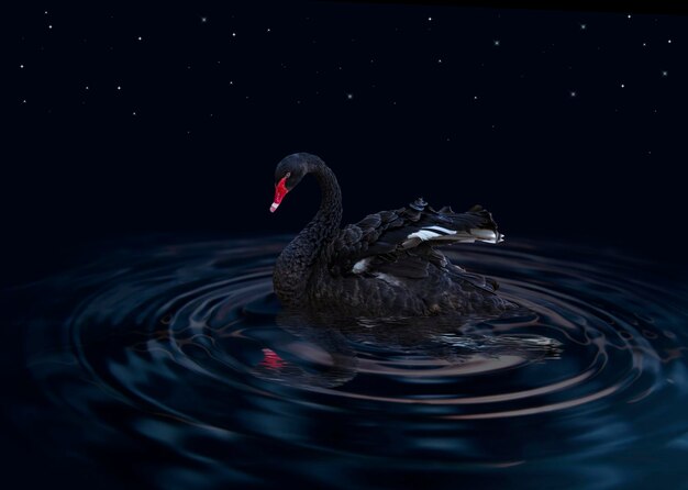 Bellissimo cigno nero cygnus atratus che nuota nel fiume di notte sotto le stelle un uccello che galleggia riflettendo nell'acqua il becco rosso cigno nero che galleggia sull'acqua con riflesso nel mare di notte