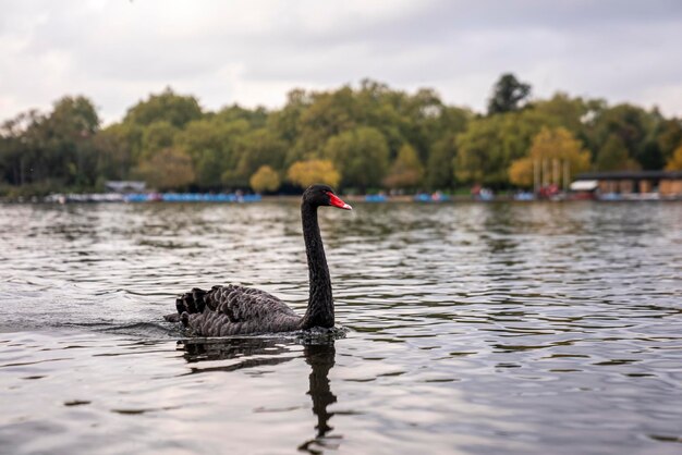 曇り空を背景に都市公園の湖の水に浮かぶ美しい黒い白鳥