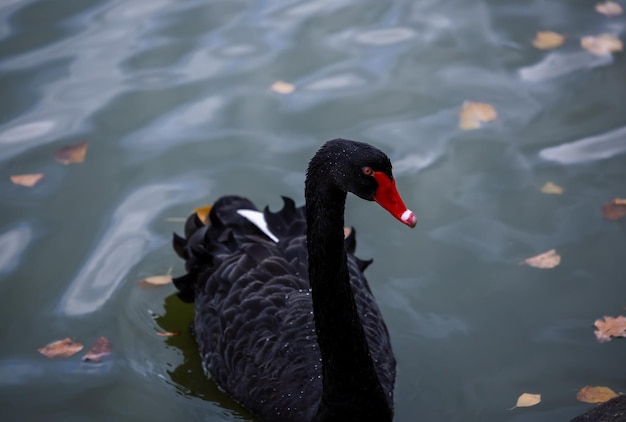 Красивый черный лебедь на озере