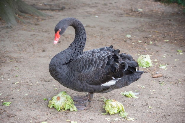 a beautiful black swan walks outside in the park or in the yard in summer