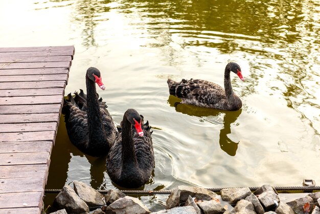 Beautiful black swans swim along the banks of a small river. Rest in autumn