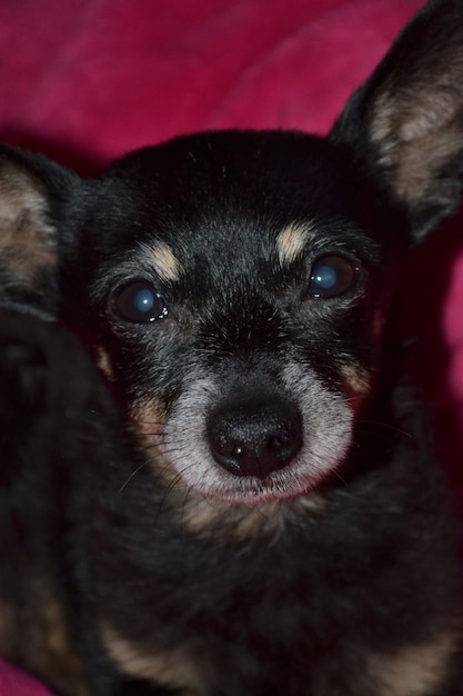 beautiful black toy terrier closeup