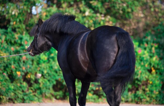 Beautiful black welsh pony back view