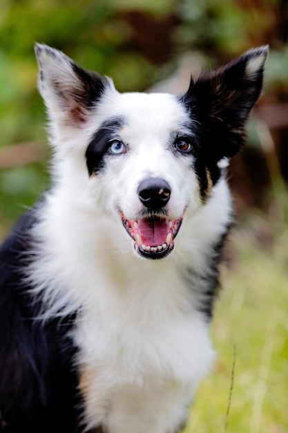 Foto bello cane in bianco e nero di border collie