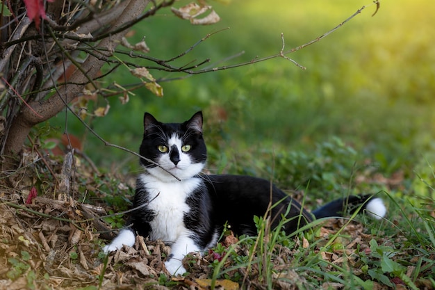 Beautiful black and white cat in the autumn park.