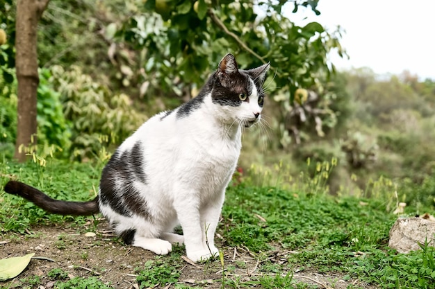 庭の緑の芝生に座っている美しい黒と白の猫ヨーロピアン ショートヘア