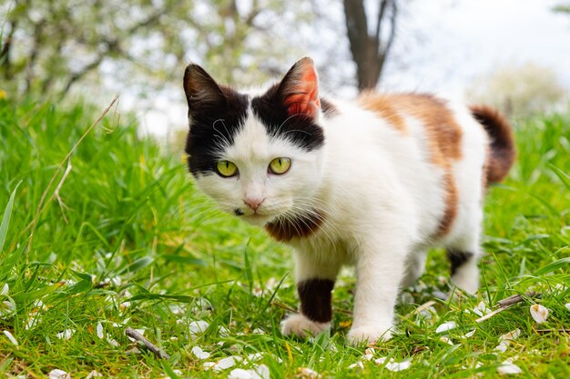 庭の美しい黒と白の猫