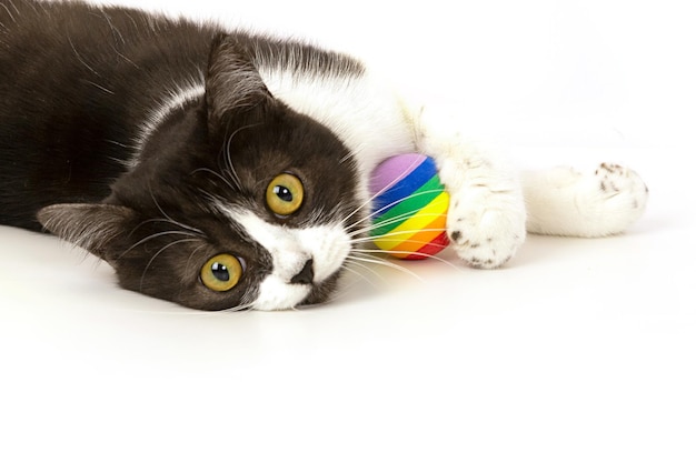 美しい黒と白の猫が横になっていて、縞模様の色とりどりの小さなボールがあります