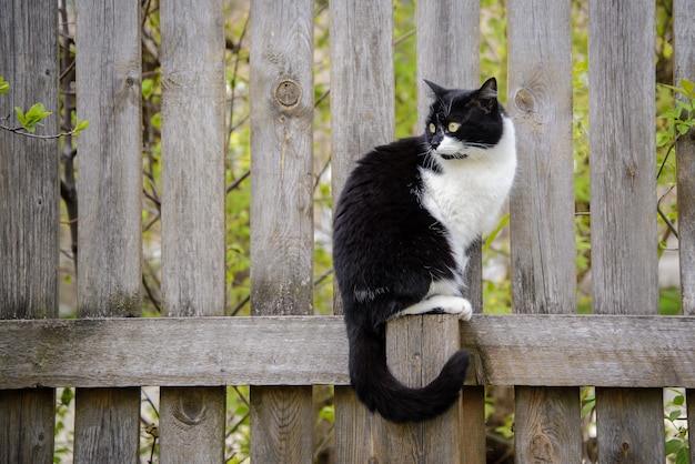 Beautiful black and white cat sitting on a wooden fence in the garden