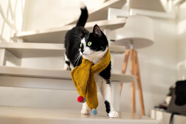 A beautiful black and white cat with a scarf stands on the stairs and looks away