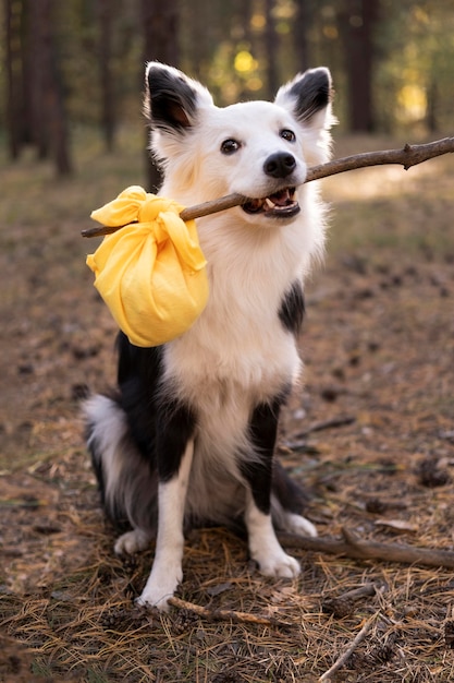 Bellissimo cane bianco e nero che tiene un bastone con il sacchetto