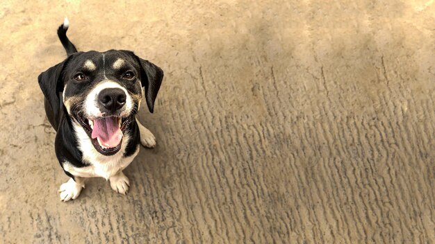 Beautiful black and white puppy with a big smile looking up,\
next to space to enter text or message