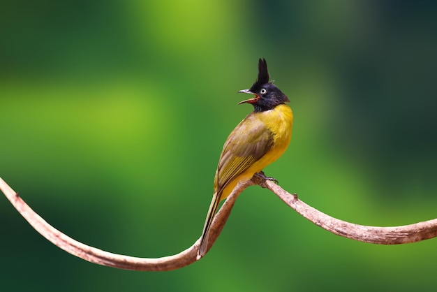 Beautiful Blackcrested bulbul perched on a branch in tropical forest