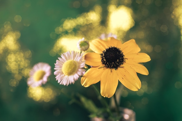 유리 테이블 위의 아름다운 BlackEyed Susans 꽃과 bokeh 배경 텍스처 매크로 사진