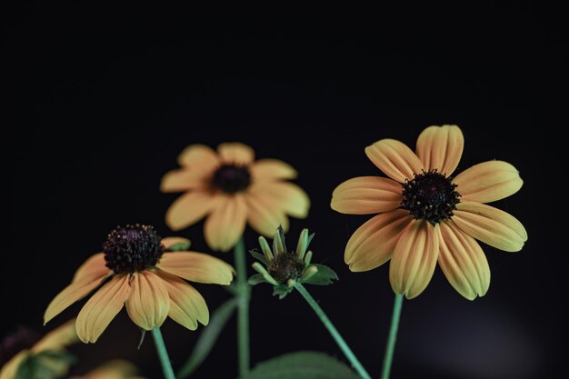 디자인을 위해 회색 배경 패턴 텍스처에 아름다운 BlackEyed Susans 꽃