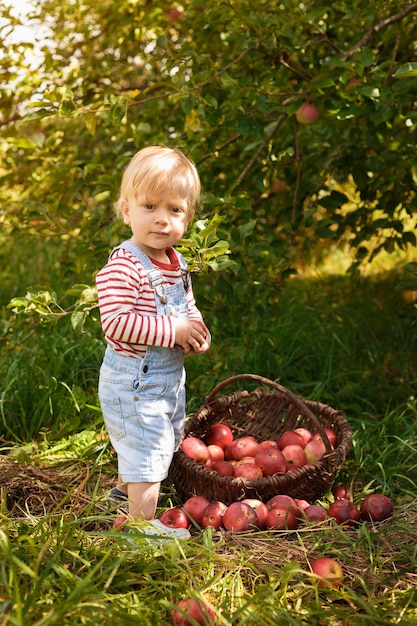 Фото Красивый белокурый счастливый мальчик ребенка, собирающий красные яблоки на органической ферме, на открытом воздухе.