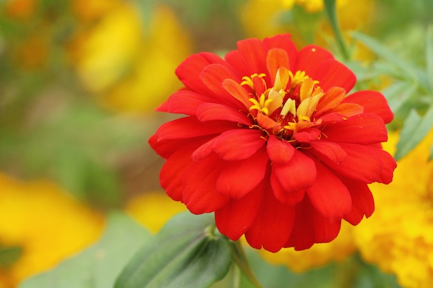 Beautiful bloom colorful flowers in the garden