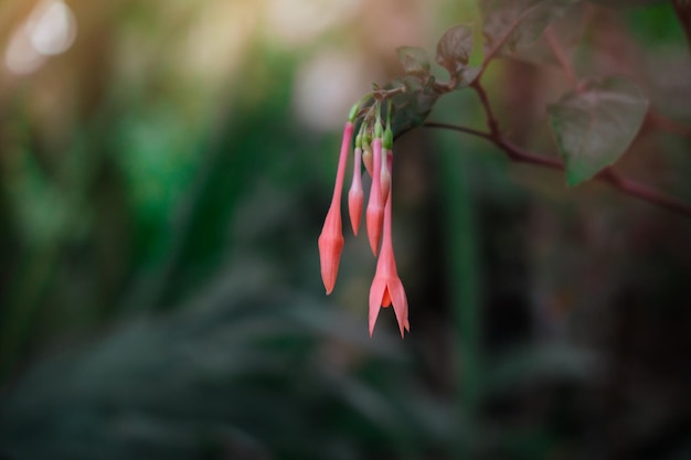 Beautiful bloom of Fuchsia ornamental plant