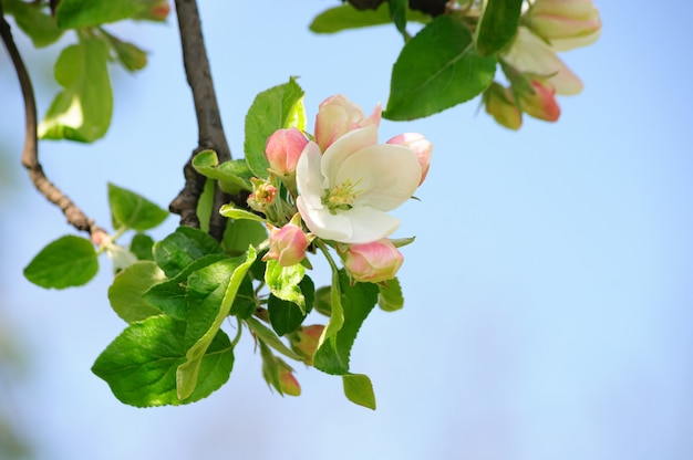 beautiful blooming Apple tree gives its original beauty