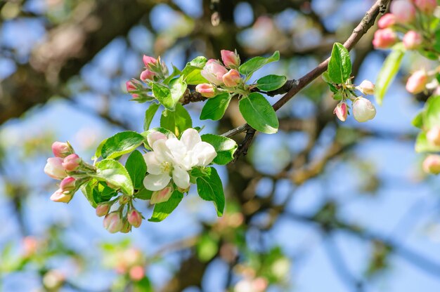 beautiful blooming Apple tree gives its original beauty