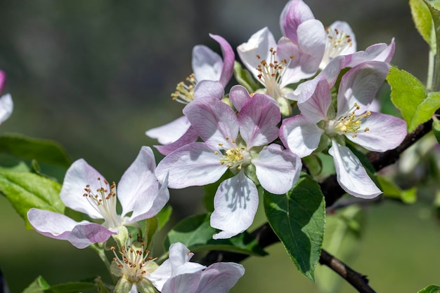春の果樹園に咲く美しいリンゴの木