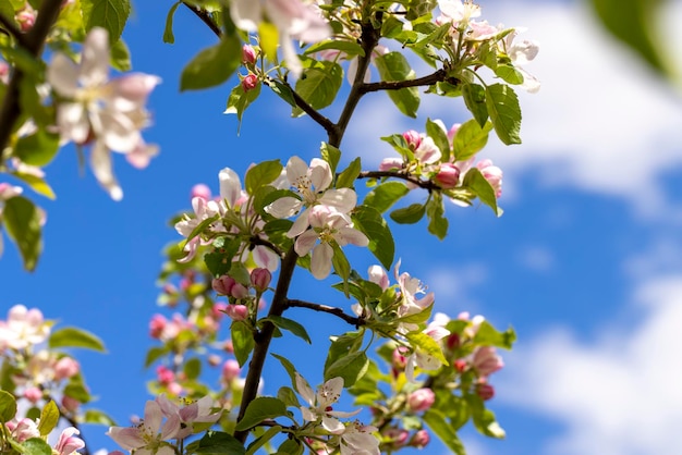 A beautiful blooming apple tree in a spring orchard