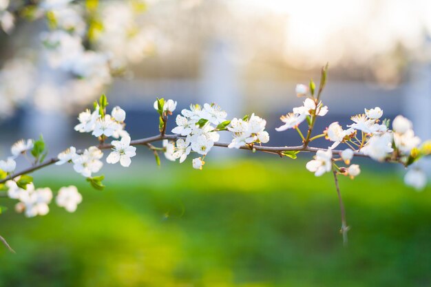 Beautiful blooming apple trees orchard in spring garden