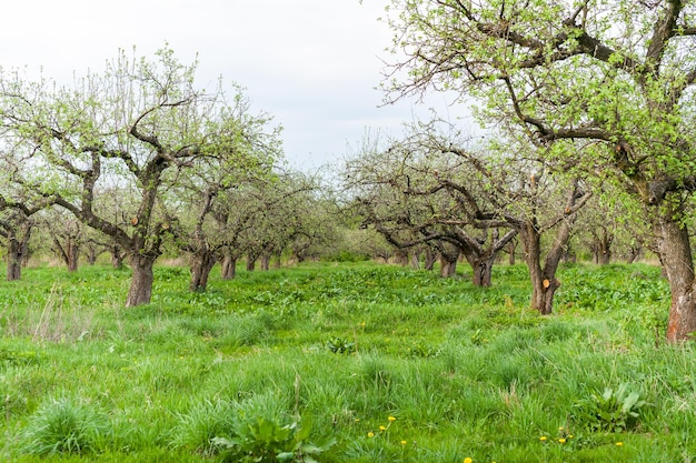 Beautiful blooming apple trees in spring park